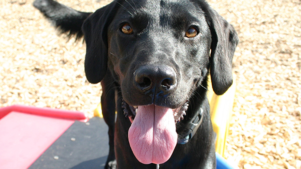 happy black lab sticking tongue out at perfect pet resort