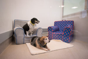 Happy Pets Lounging in their Luxury Suite