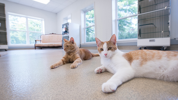 Brown and white cats at Perfect Pet Resort