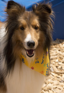 collie wearing yellow bandana at perfect pet resort