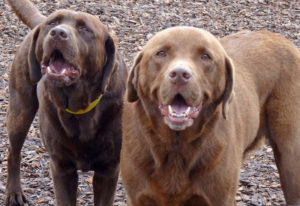 two chocolate labs outside at perfect pet resort