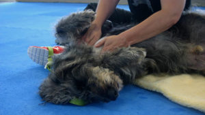 dog receiving massage at perfect pet resort