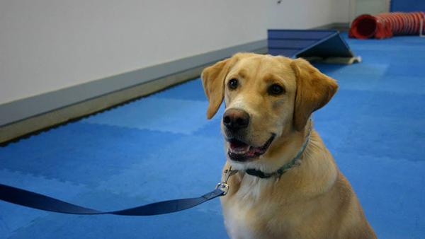 yellow lab in obedience training at perfect pet resort