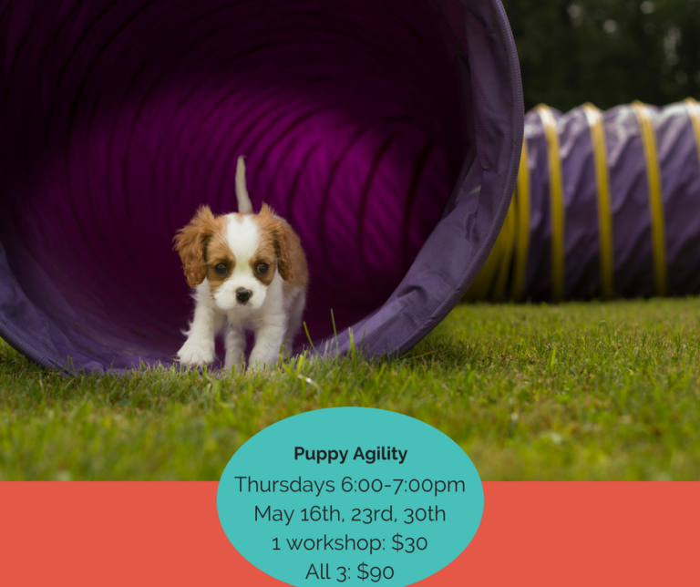 agility Perfect Pet Resort