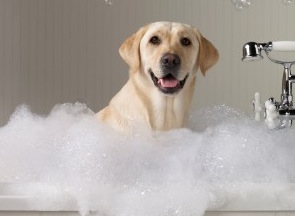 Happy Bathing Dog