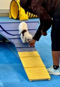 Dog on agility course for Dog Training at Perfect Pet Resort
