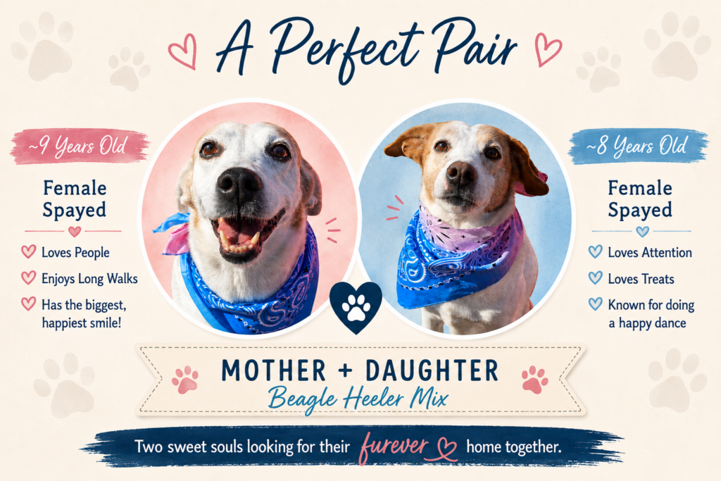 Reckless - ~9 years old, female spayed, beagle heeler mix Mona - ~8 years old, female spayed, beagle heeler mix